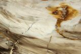 Polished Oligocene Petrified Wood (Pinus) - Australia #221120-1
